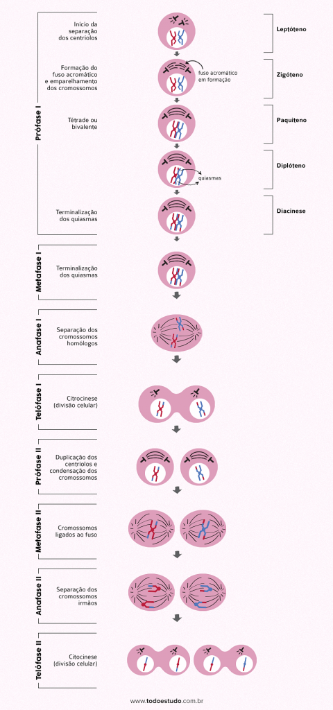 APhysio - FASES DA DIVISÃO CELULAR As células alternam entre períodos de  crescimento e de divisão celular. Existem dois tipos de divisão celular:  mitose e meiose. A mitose é a divisão celular