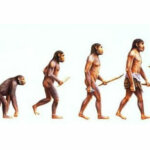 imagem típica da Teoria da Evolução de Darwin