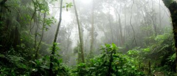 detalhe da floresta amazônica com as suas características climáticas
